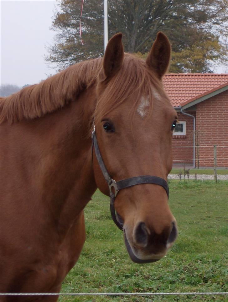 Dansk Varmblod Elmegårdens Le Carre billede 5
