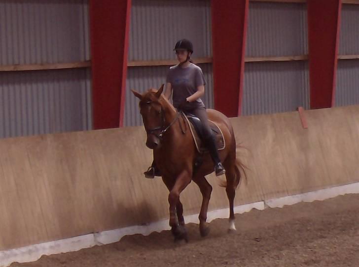 Dansk Varmblod Elmegårdens Le Carre - *NYT* 15/07-2008 billed taget af Alexander billede 6