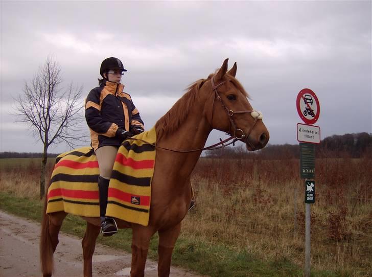 Dansk Varmblod Elmegårdens Le Carre - Fra Feb. 2008 billede 7