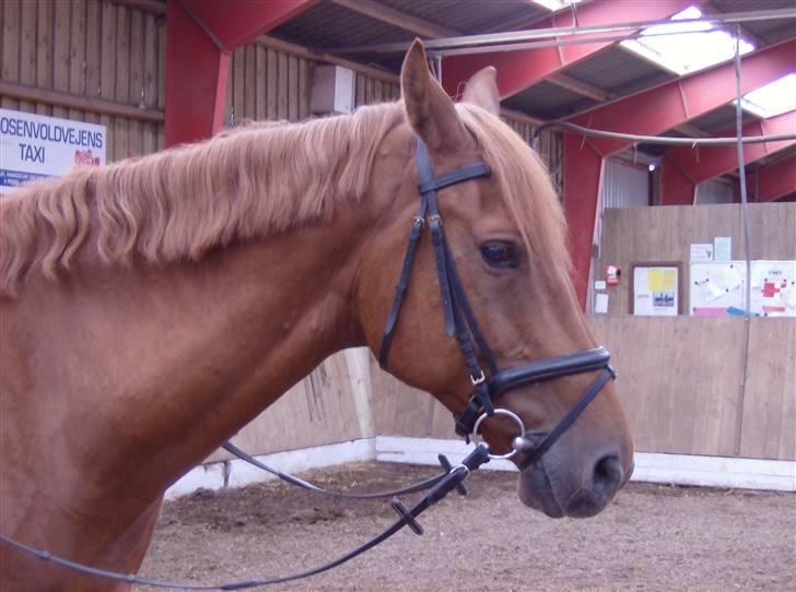 Dansk Varmblod Elmegårdens Le Carre - *NYT* 08/07-2008 billede 8