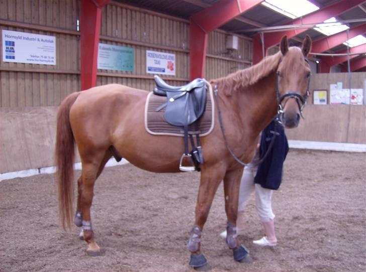 Dansk Varmblod Elmegårdens Le Carre - *NYT* 08/07-2008 billede 9