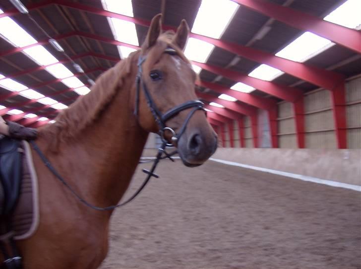 Dansk Varmblod Elmegårdens Le Carre - *NYT* 08/07-2008 billede 10