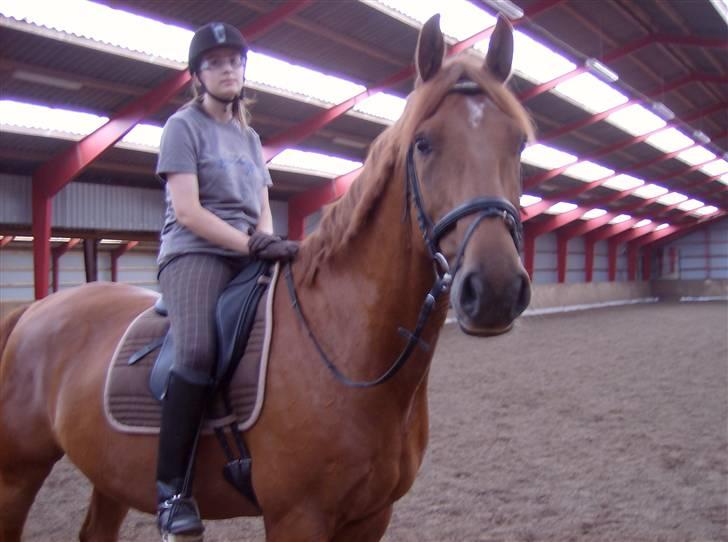 Dansk Varmblod Elmegårdens Le Carre - *NYT* 08/07-2008 billede 11