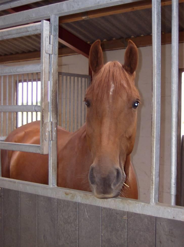 Dansk Varmblod Elmegårdens Le Carre - *NYT* 08/07-2008 billede 12