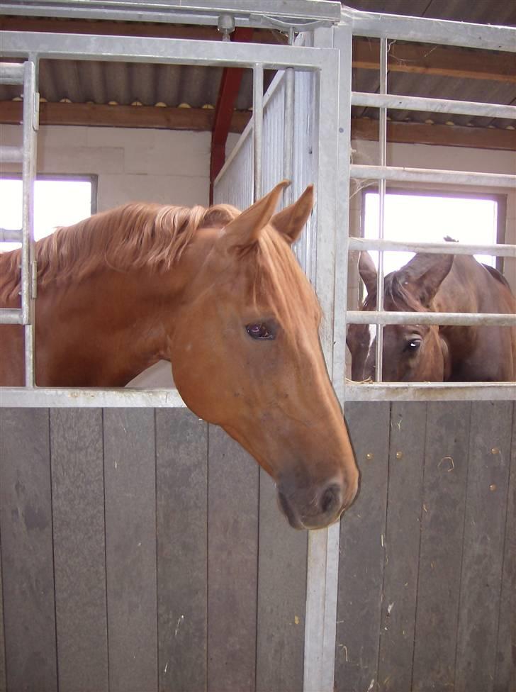Dansk Varmblod Elmegårdens Le Carre - *NYT* 08/07-2008 billede 13