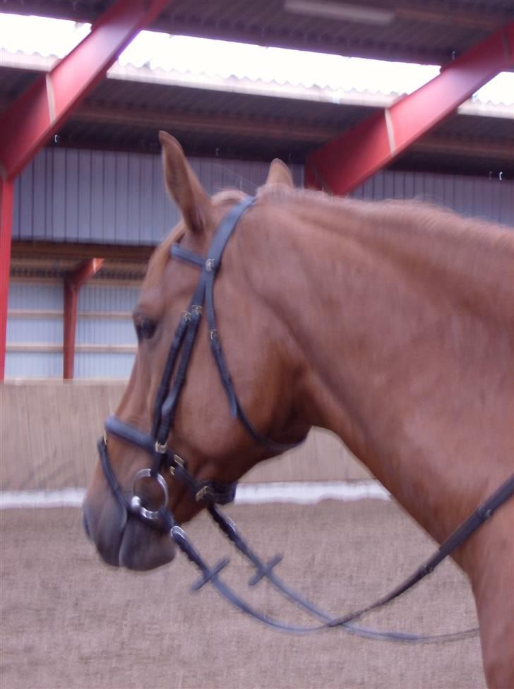 Dansk Varmblod Elmegårdens Le Carre - *NYT* 08/07-2008 billede 14