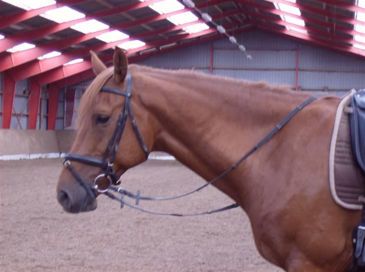 Dansk Varmblod Elmegårdens Le Carre - *NYT* 08/07-2008 billede 15