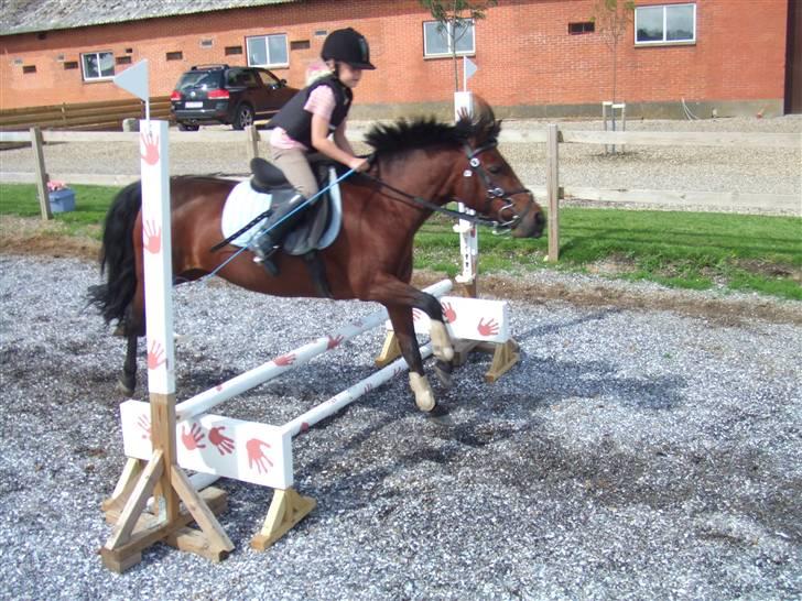 Anden særlig race Flicka  <3 den hurtige - lille søs Springer<3 Ca. 45 cm. billede 8