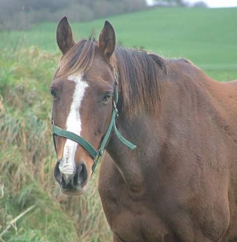 Dansk Varmblod Raphiella Scarlet - Nyt.. taget den 29-10-06.. da ny hoppe kom hjem billede 12