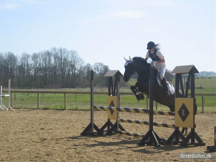 Anden særlig race Whisky Solgt ;) billede 2