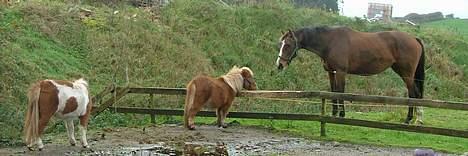 Dansk Varmblod Raphiella Scarlet - Nyt.. taget den 29-10-06.. da ny hoppe kom hjem billede 13