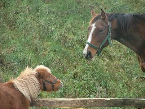 Dansk Varmblod Raphiella Scarlet - Nyt.. taget den 29-10-06.. da ny hoppe kom hjem billede 14