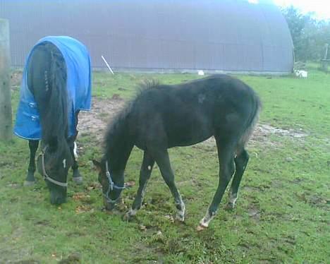 Traver Oventus  (solgt) - odin d 28/10.. nu er vi blevet sort som mor og far..  billede 13