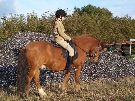 Anden særlig race Felix *SOLGT* - Ude på stubmarken. billede 9