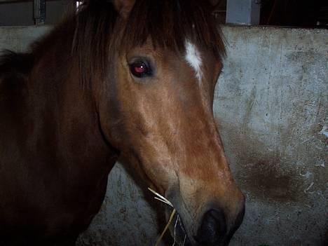 Anden særlig race Felix *SOLGT* - Min lille Felix <3 billede 10