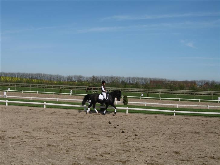 Anden særlig race Whisky Solgt ;) billede 8