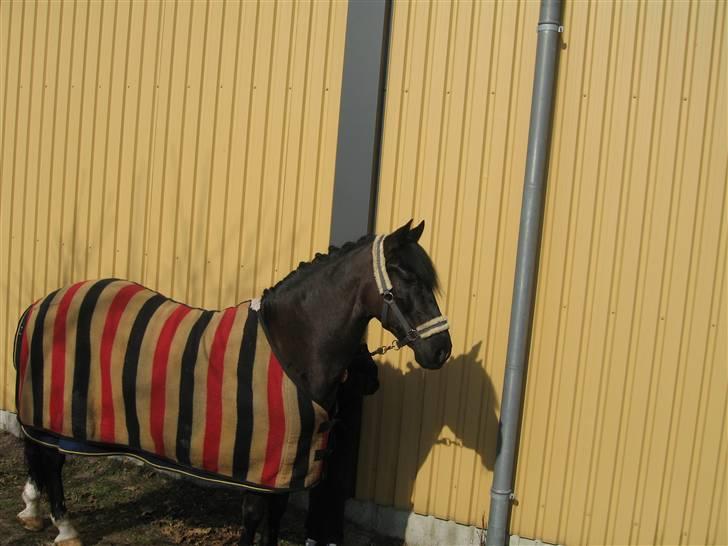 Anden særlig race Whisky Solgt ;) billede 10