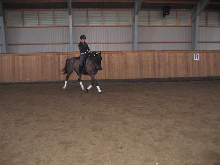 Anden særlig race Whisky Solgt ;) billede 11