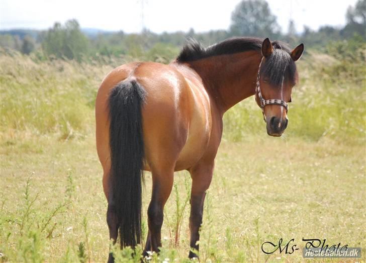 Hollandsk Sportspony Miss Charming - #5 Tyksakken <3 taget lige her for nylig .. billede 5