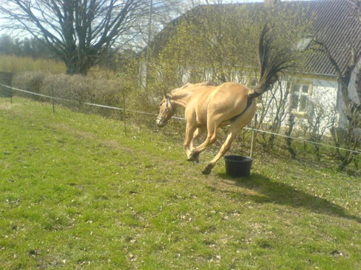 Anden særlig race lukas billede 13