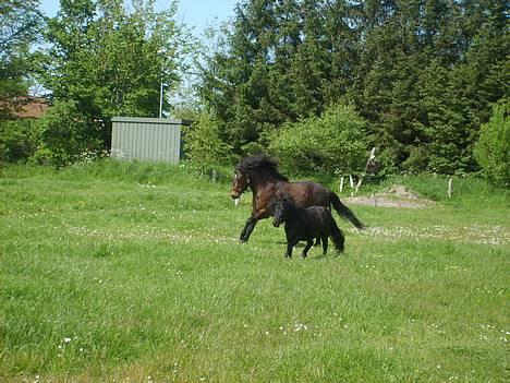 Anden særlig race Bjørn (Solgt) - Nyt Nyt. Løber lidt galop med Mille billede 7