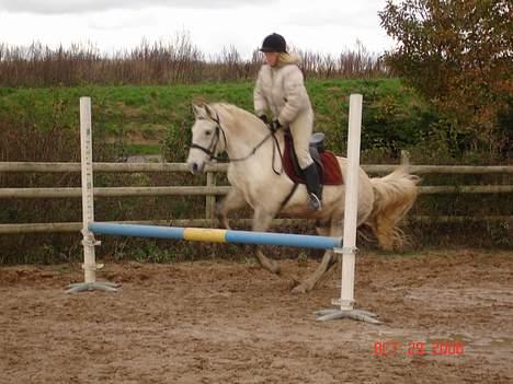 New Forest Nero - hopsa billede 16