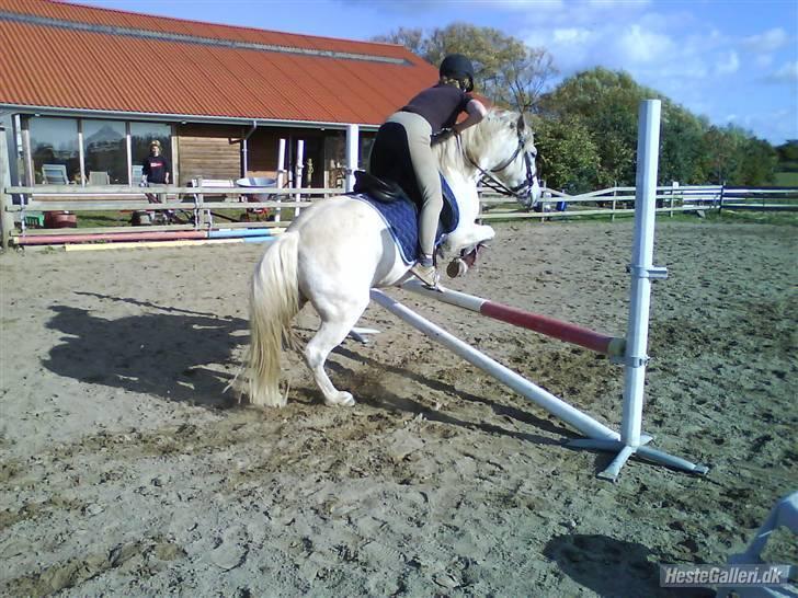 New Forest Nero - hmmm flyver vi?? billede 17