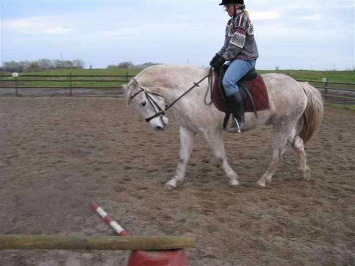 New Forest Nero - Smukke Nero d 10-11-07 billede 18