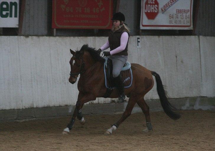New Forest Pheasants Larry - Min Øjesten - NYT ridetur på pony, da vi var nede og besøge ham på Fyn d. 22/2-11 :) billede 9