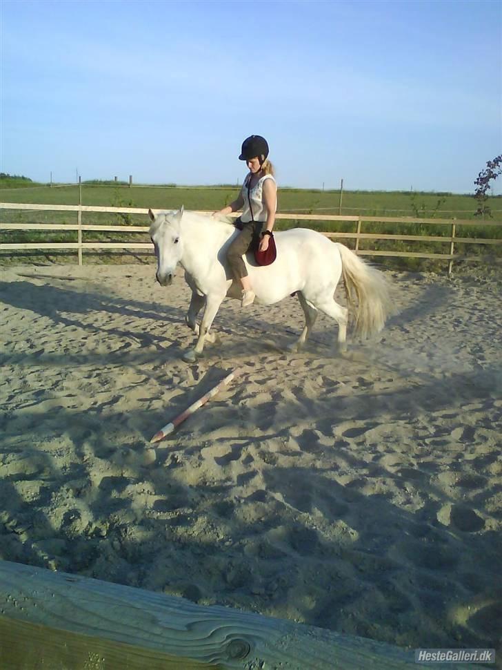 New Forest Nero - Nero og jeg træner. Juni 2008 billede 19