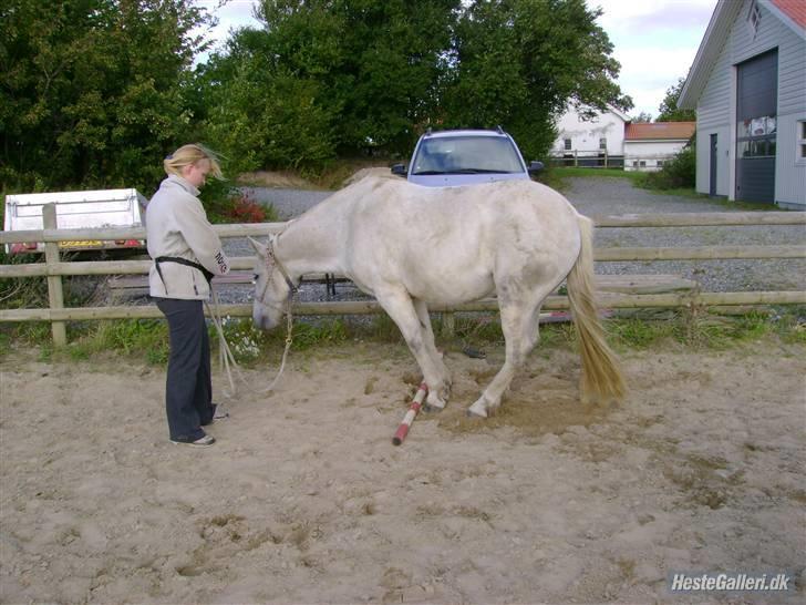 New Forest Nero - de indledende øvelser til at lærer at lægge sig på kommando. 15-9-2007. billede 20