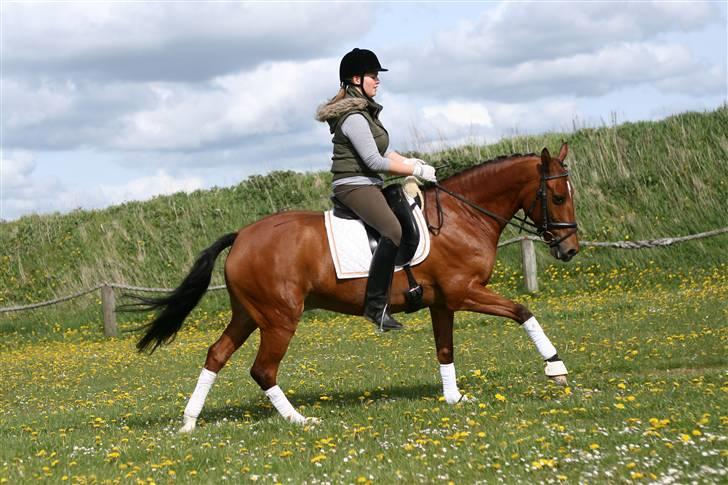 New Forest Pheasants Larry - Min Øjesten - strækker ud i galop :D billede 13