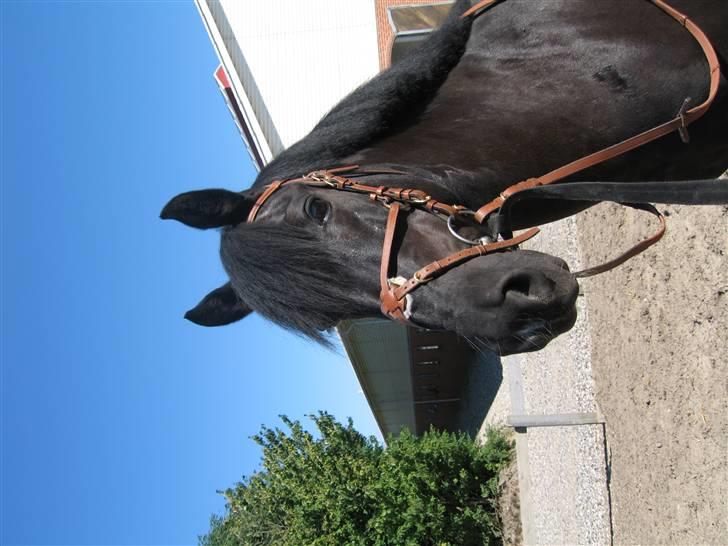 Anden særlig race Whisky Solgt ;) billede 12