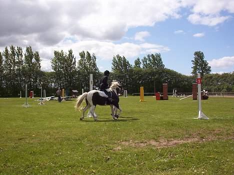Pinto Miki - Miki til stævne billede 4