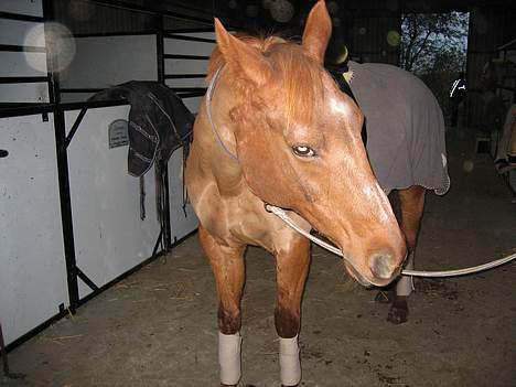 Dansk Varmblod Cenza - Her er cenza så i den nye stald... det er bare fint.... 2006 billede 13