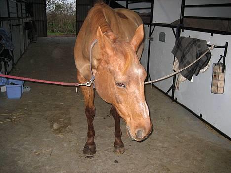 Dansk Varmblod Cenza billede 14