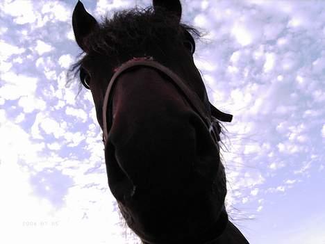 Anden særlig race Junker:) billede 6