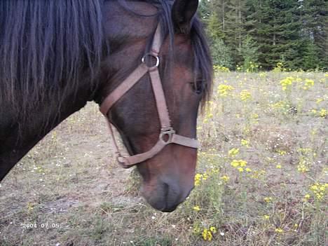 Anden særlig race Junker:) billede 7