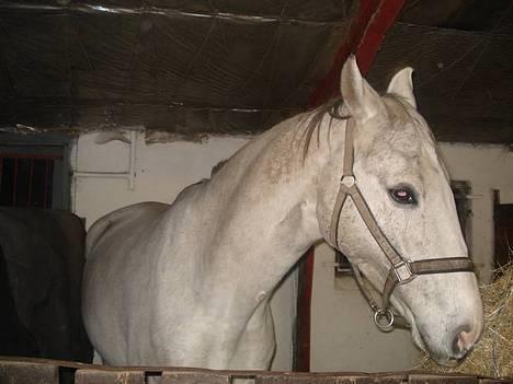 Holstener Fantast ** - sander i boksen billede 1