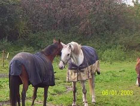 Holstener Fantast ** - visulas og sander hilser på hinanden billede 2