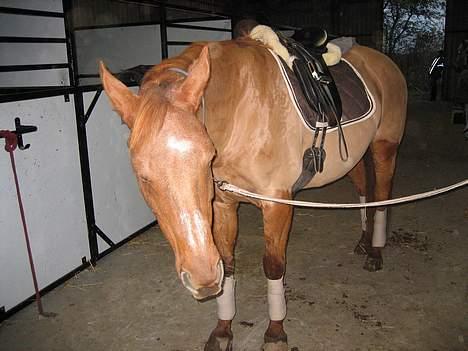 Dansk Varmblod Cenza billede 15