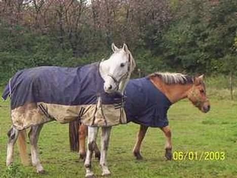 Holstener Fantast ** - sander og tøsen billede 3