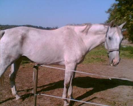 Holstener Fantast ** - sander i sommers i romalt billede 4