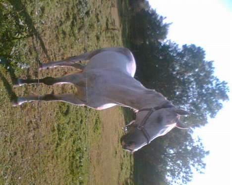 Holstener Fantast ** - sander i sommers i romalt billede 5