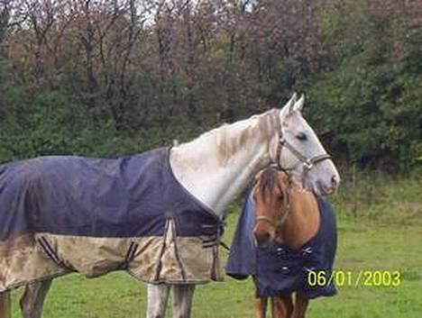 Holstener Fantast ** - sander og tøsen  billede 6