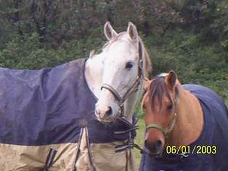 Holstener Fantast ** - sander og Tøsen billede 7