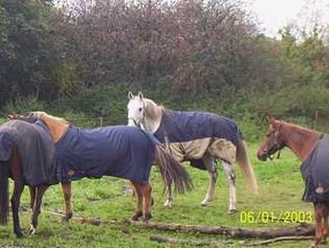 Holstener Fantast ** - venne træf på marken  billede 8