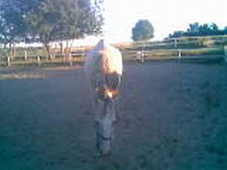 Holstener Fantast ** - D. 17-7-06 på svejstrup vestergård lige ankommet billede 9