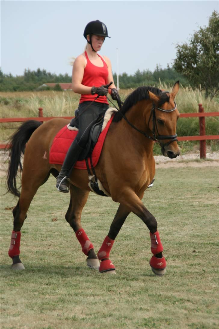 Anden særlig race Prince Charming  - Smukkeste prince charming, i Jylland! billede 1