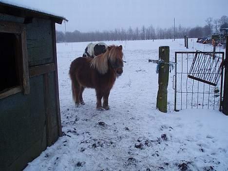 Anden særlig race Aalekrogens Rikke *R.I.P* billede 7